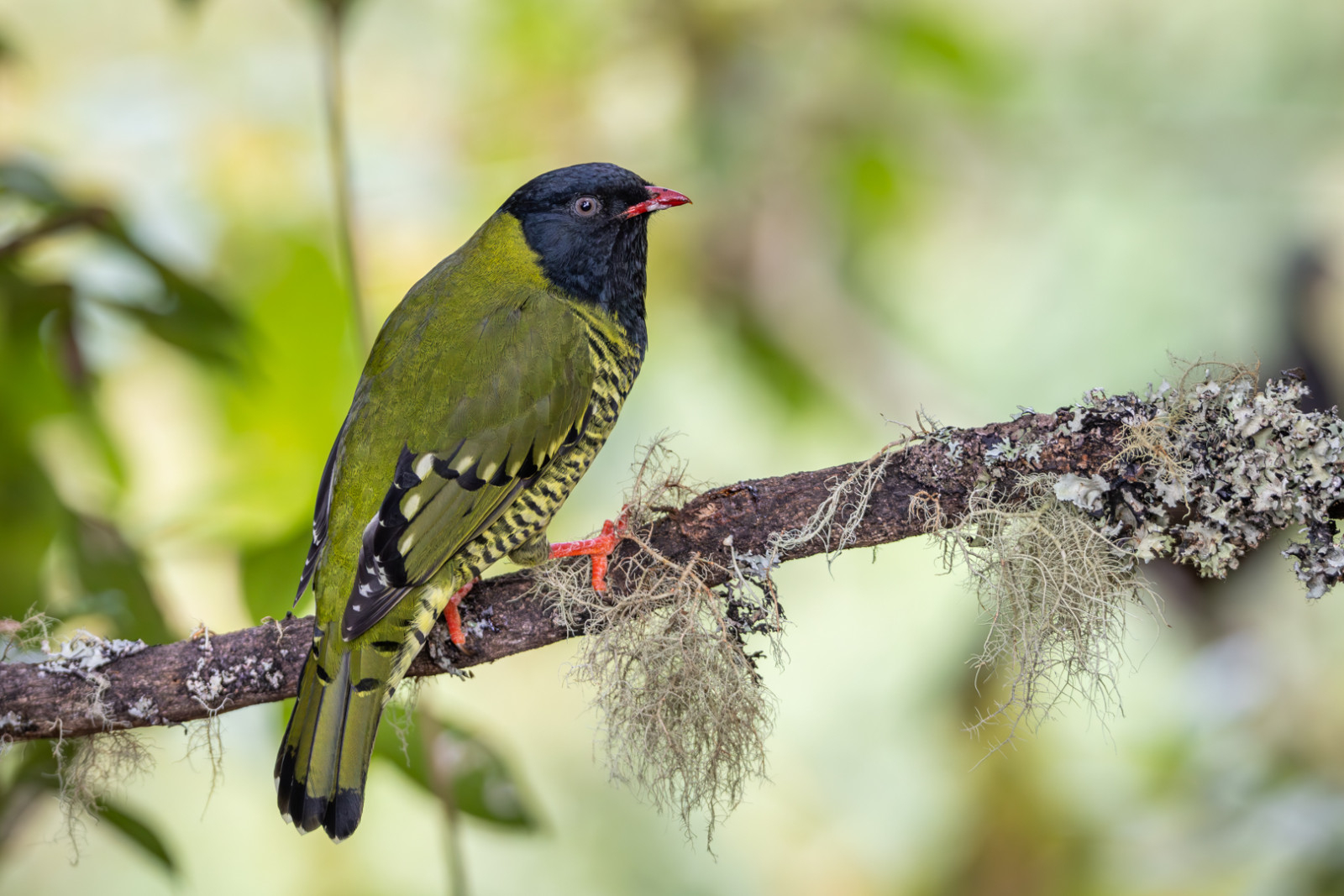 image Barred Fruiteater